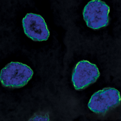 Confocal microscope image of a Drosophila proventriculus nuclei labeled with DSHB antibody LC28.26 (green). PMID: 32960740, Fig. 6C.